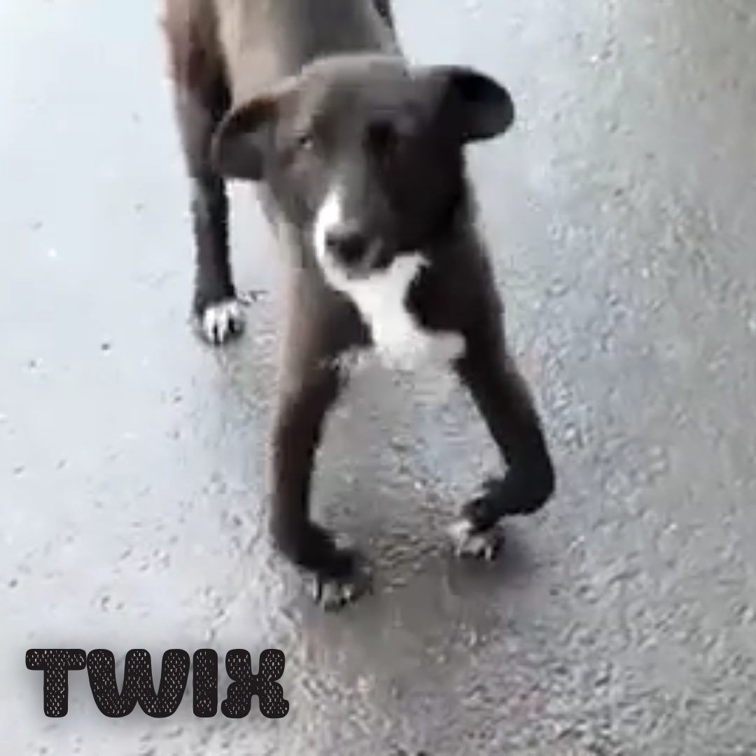 Twix successfully treated and adopted – Twix Suffering from Rickets and  Malnutrition | Angel's Furry Friends Rescue