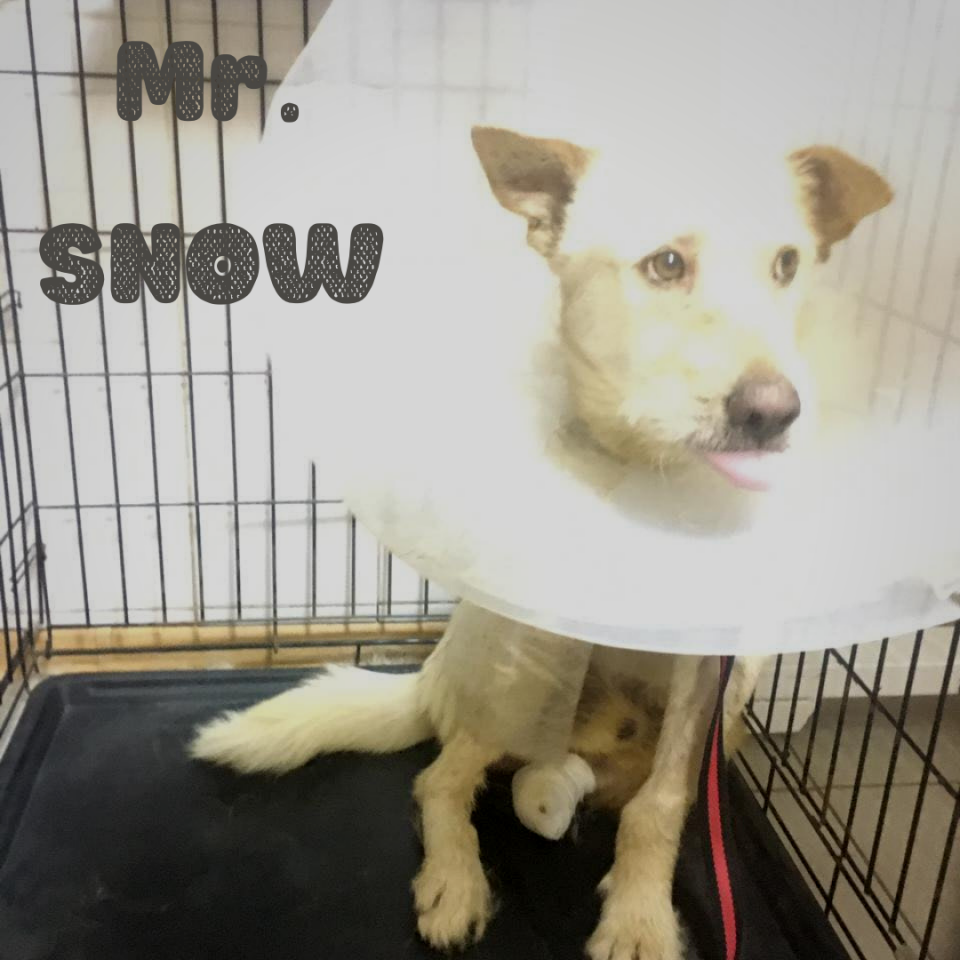 Angel's Furry Friends Rescue helping Mr Snow