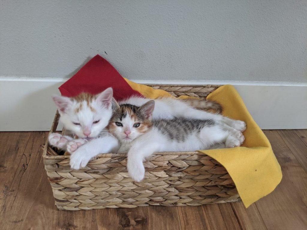 Luna and Leo