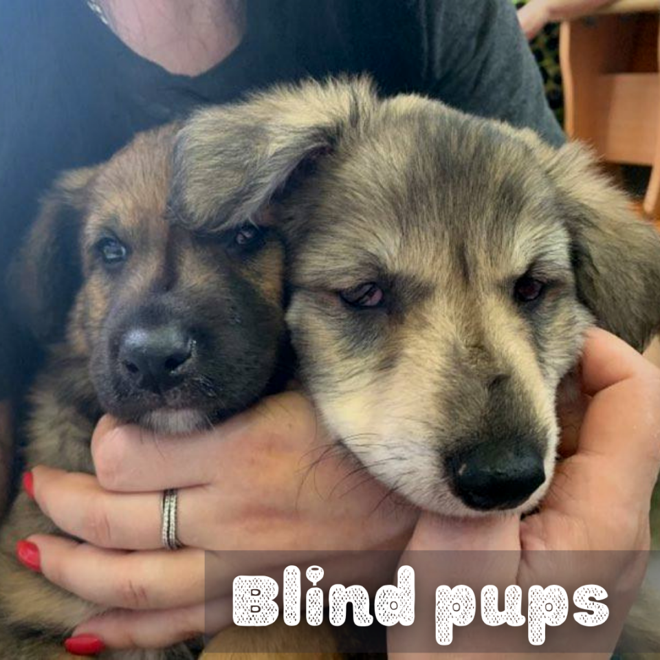 Blind puppies | Angel's Furry Friends Rescue