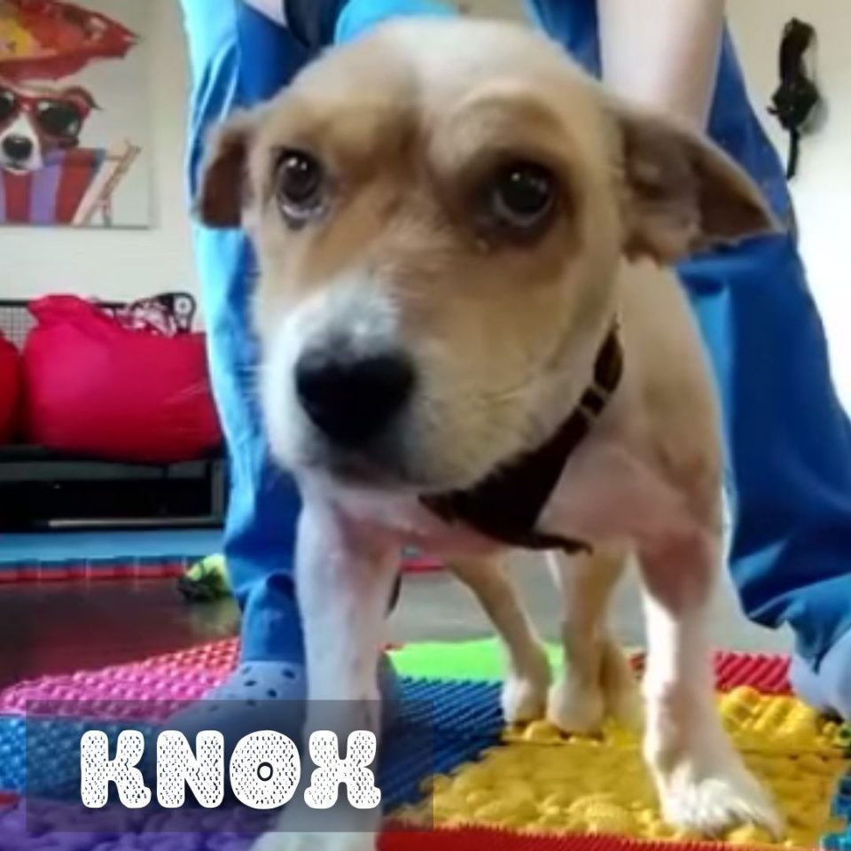 Knox | Angel's Furry Friends Rescue