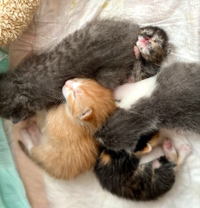 Save Neonatal Sick Kittens | Angel's Furry Friends Rescue
