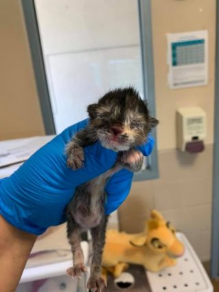 Save Neonatal Sick Kittens | Angel's Furry Friends Rescue