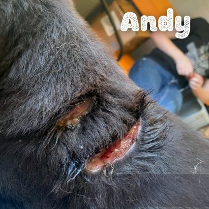 Andy | Angel's Furry Friends Rescue