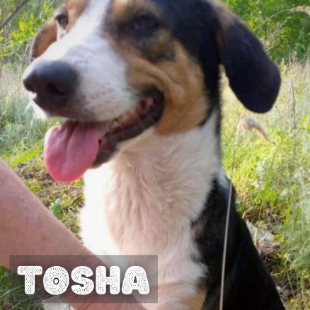 Tosha | Angel's Furry Friends Rescue