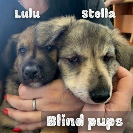 Blind pups | Angel's Furry Friends Rescue