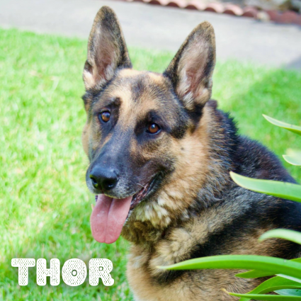 THOR